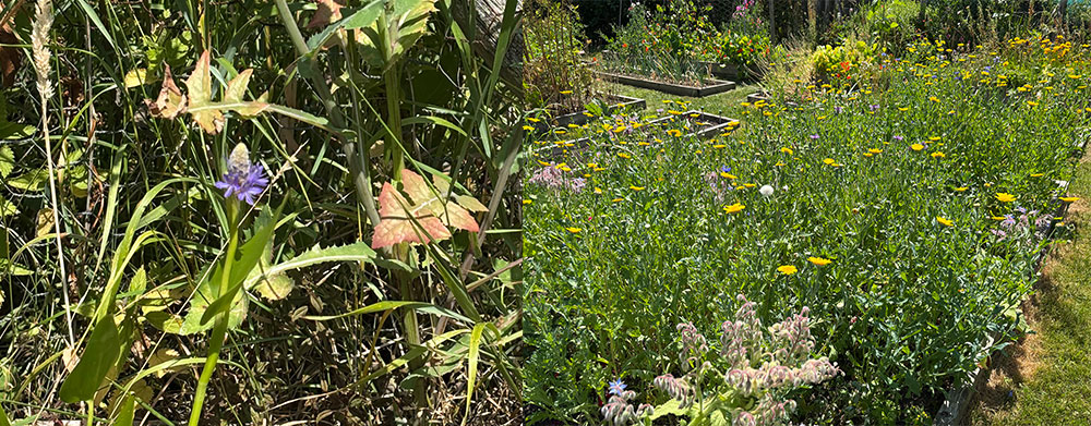Pickerel weed / corn marigold