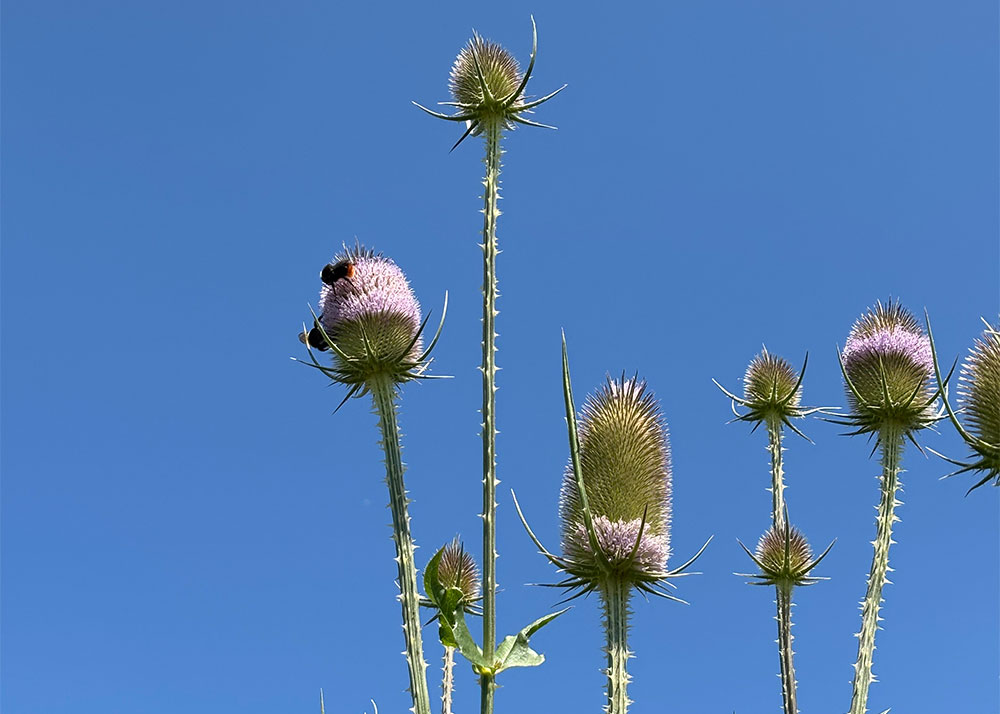 Teasel