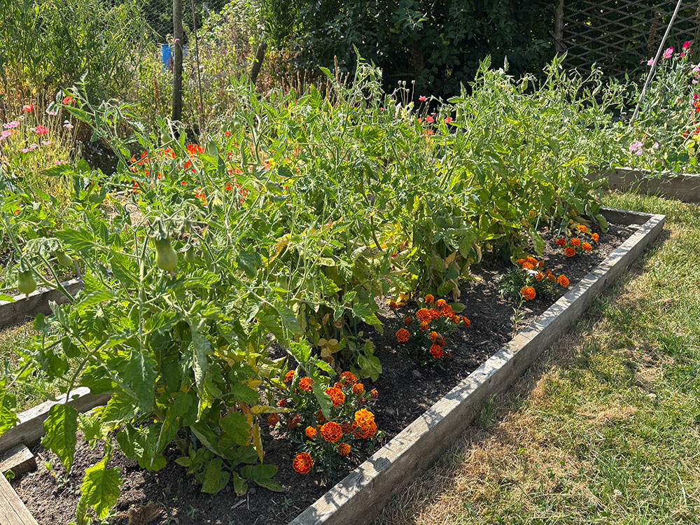 Roma tomatoes