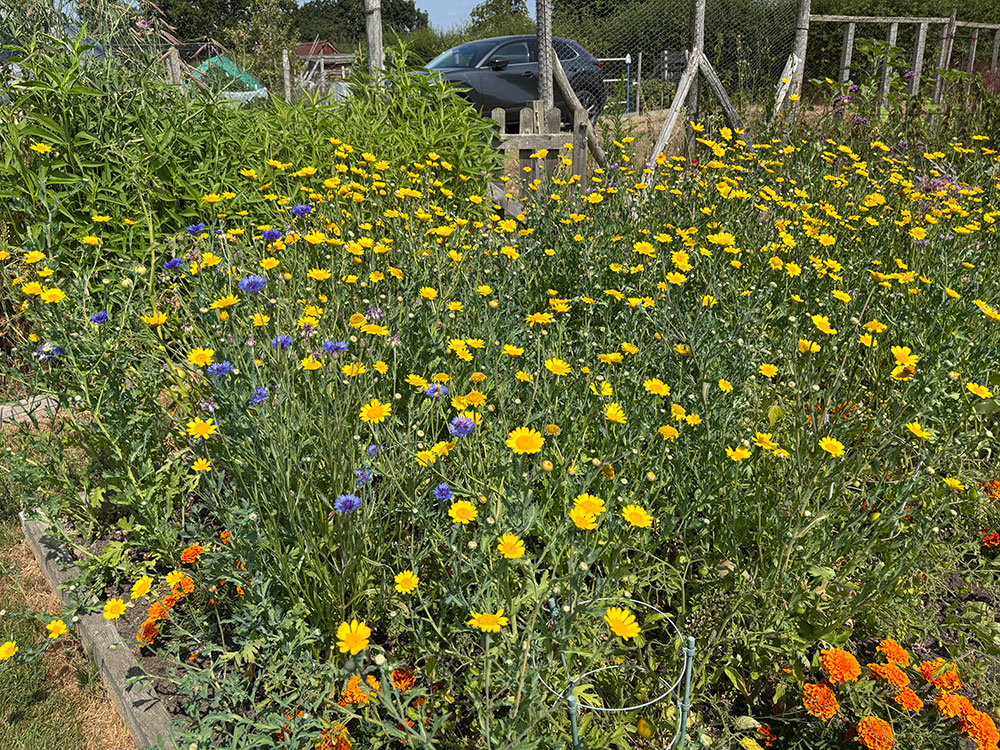 Corn marigold and cornflowers