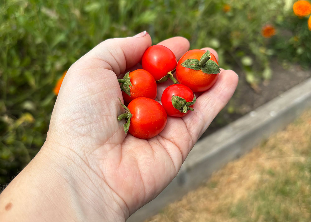 Harvest 18/7/26