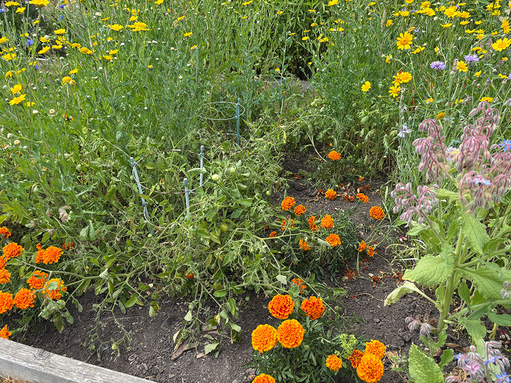 Clearing around tomatoes