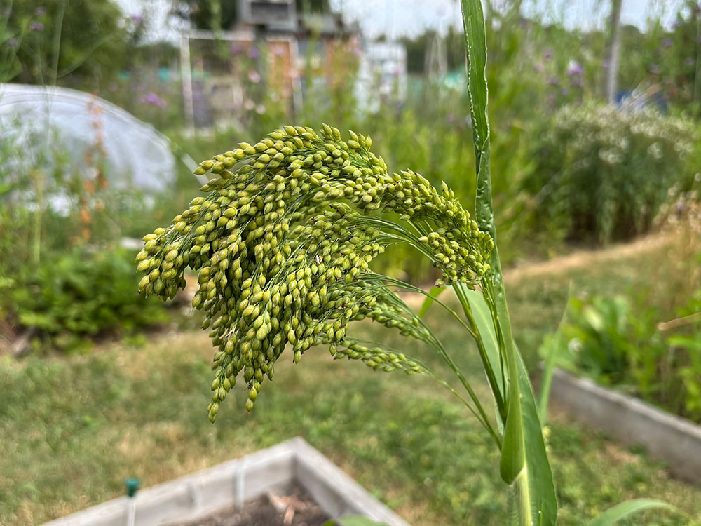 Millet!