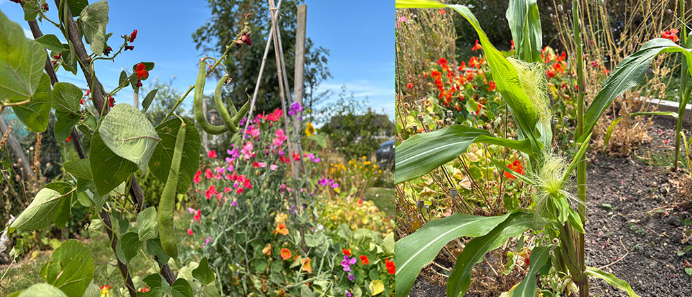 Runner beans and sweetcorn