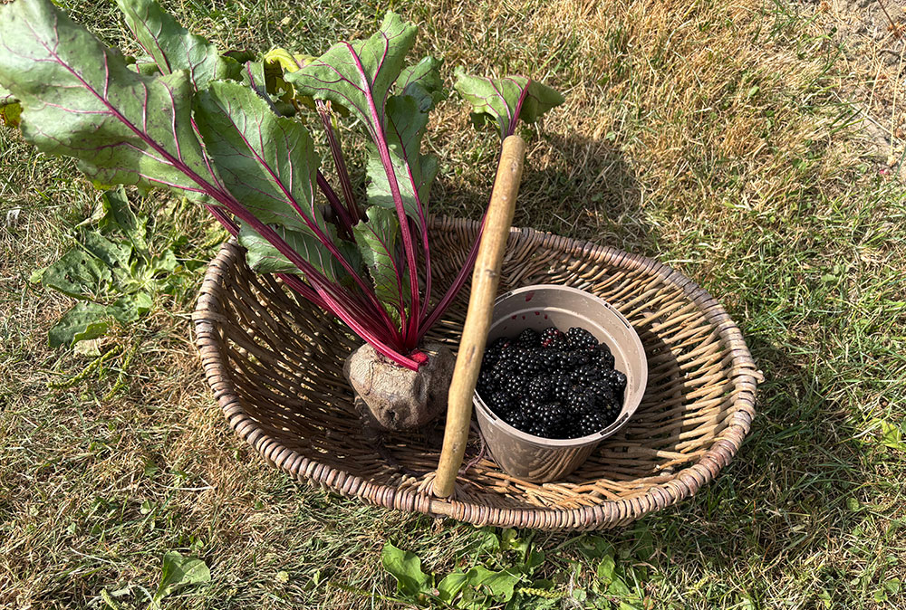 Harvest 25/7/26