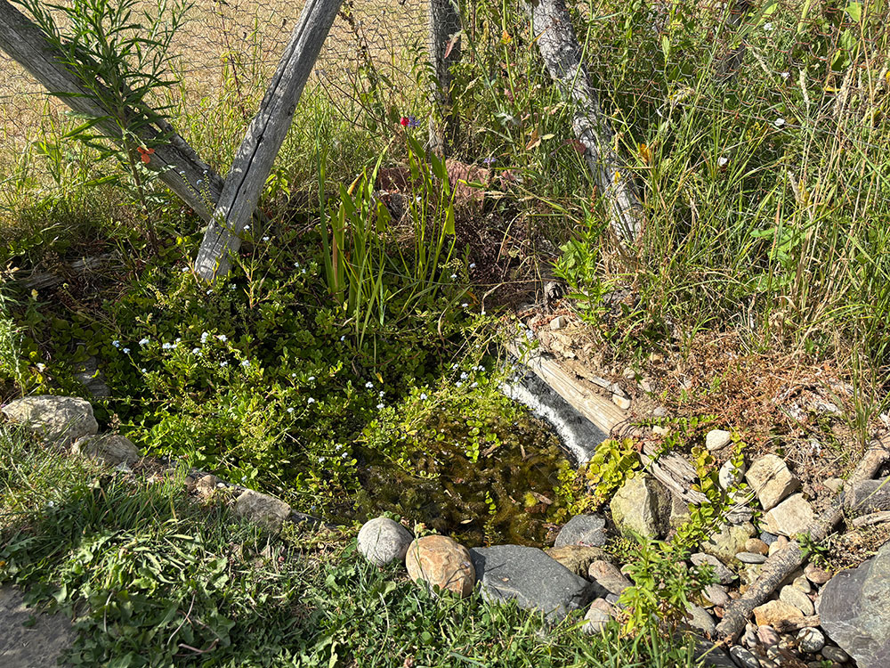 Low pond