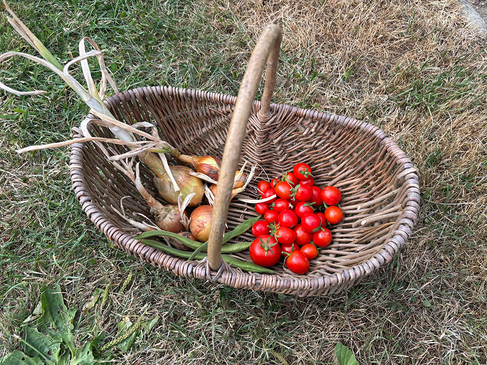 Harvest 26/7/26