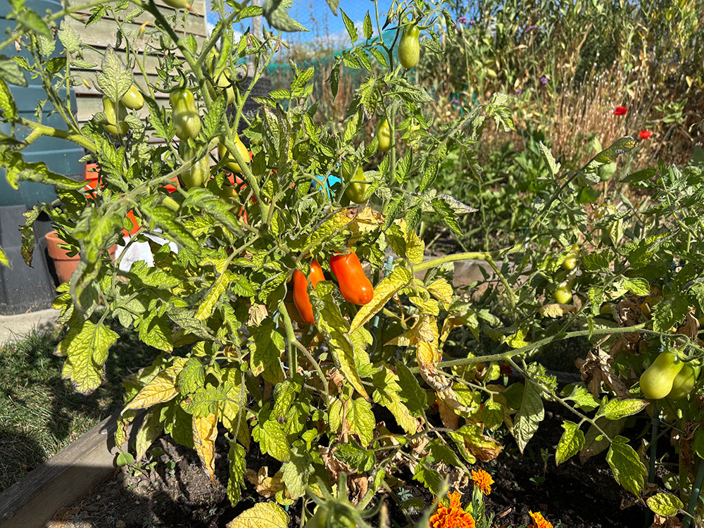 Roma tomatoes