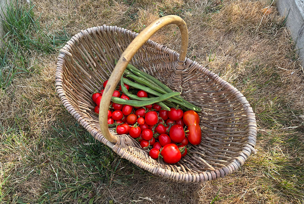 Harvest 4/8/26