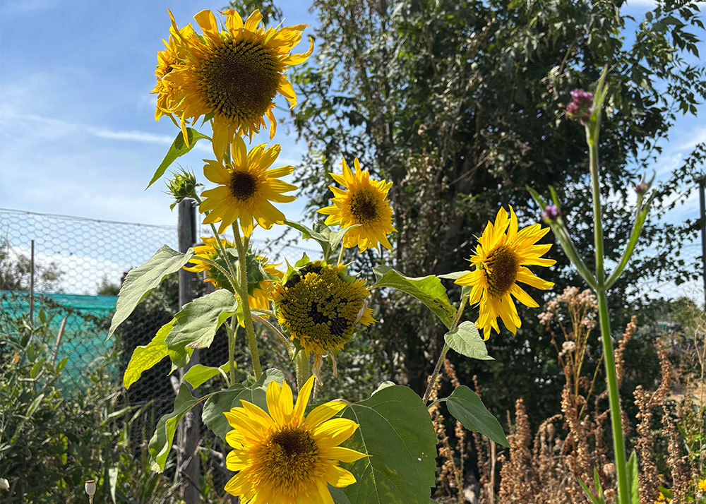 Sunflowers
