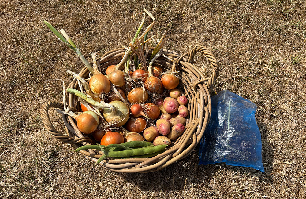 Harvest 8/8/26