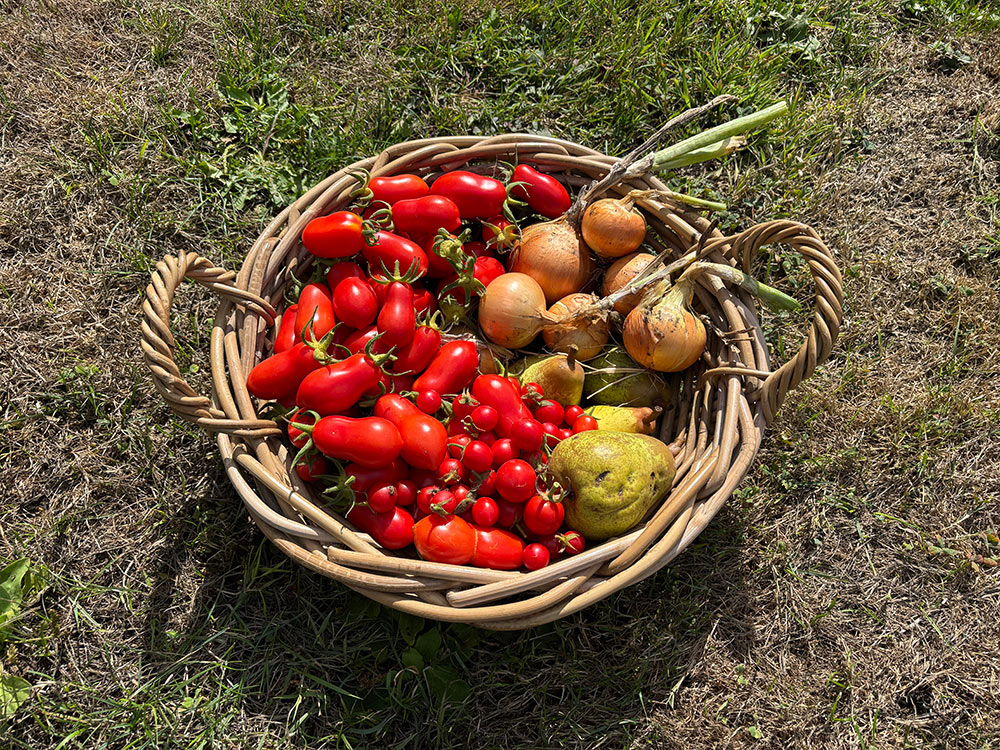 Harvest 31/8/26