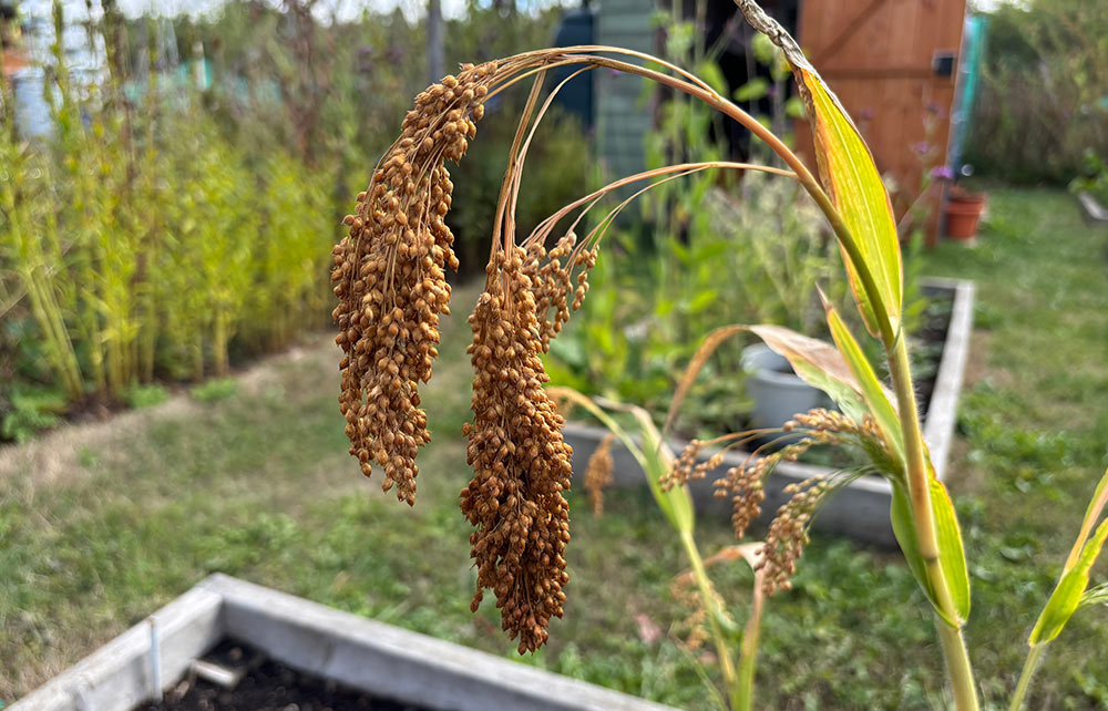 Millet