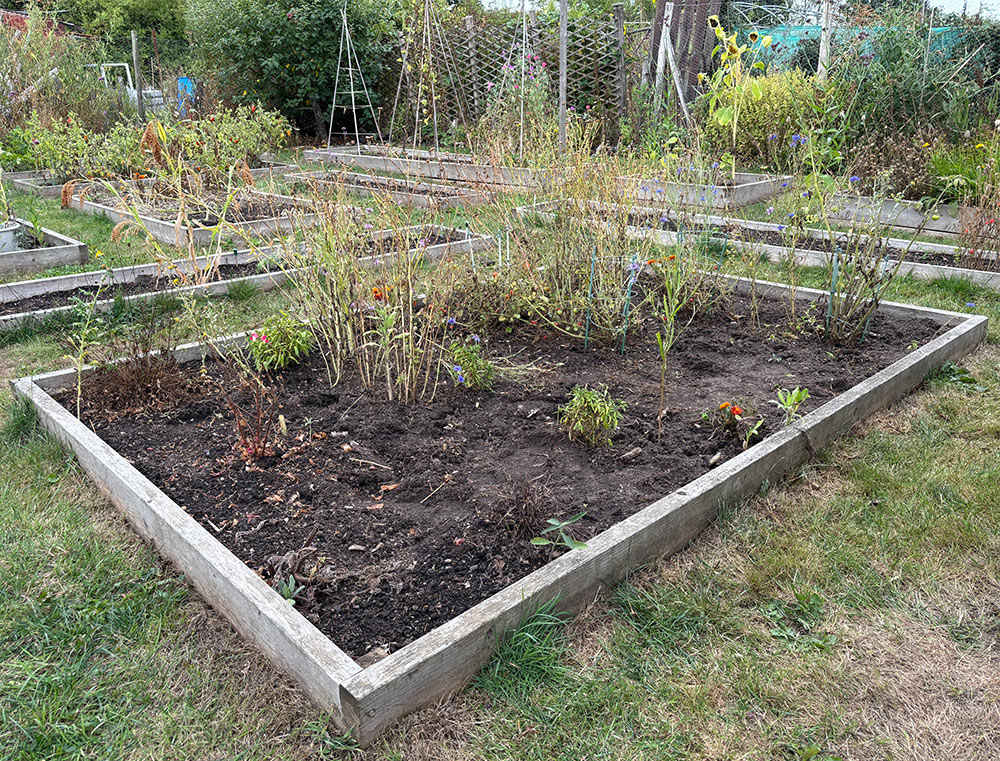 Bed 1 clearing