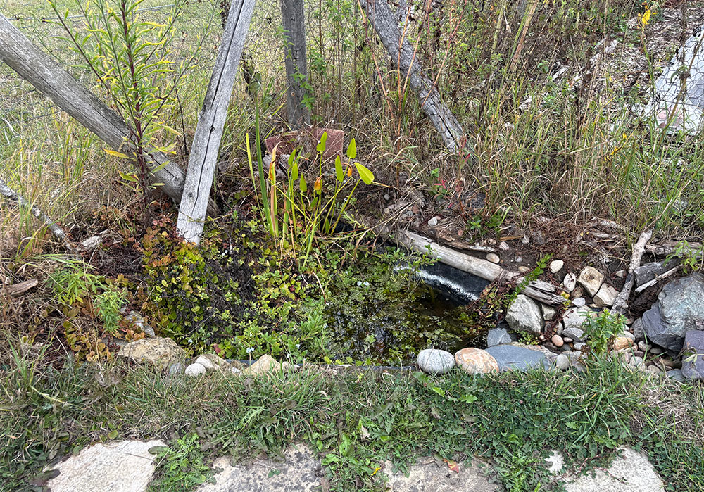 Pond
