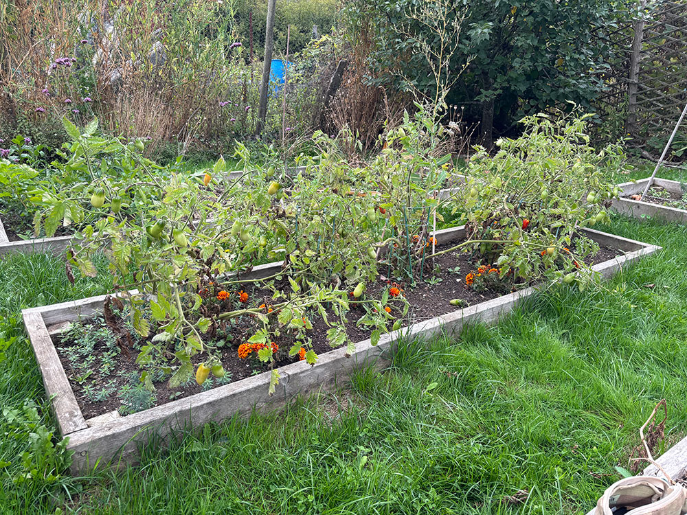 Tomatoes and mess