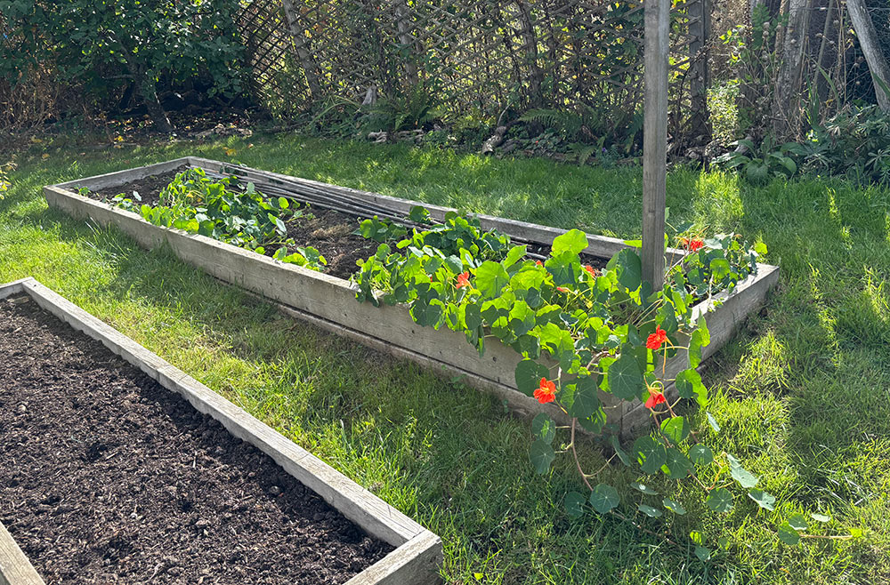 Bed 9 weeded