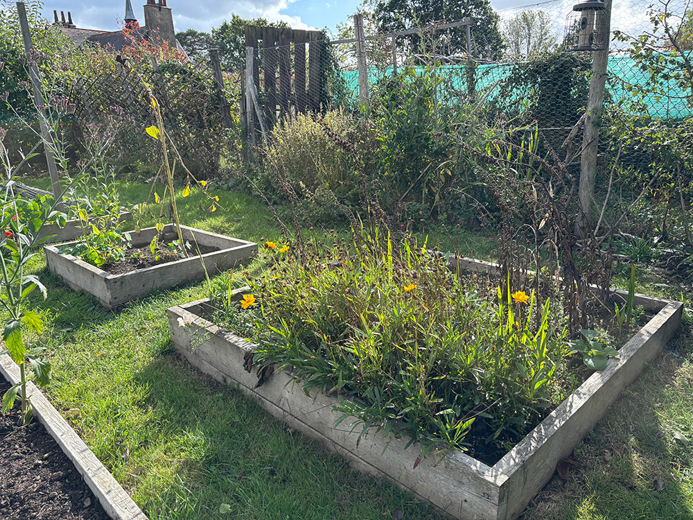 Bed 3 and 5 weeded