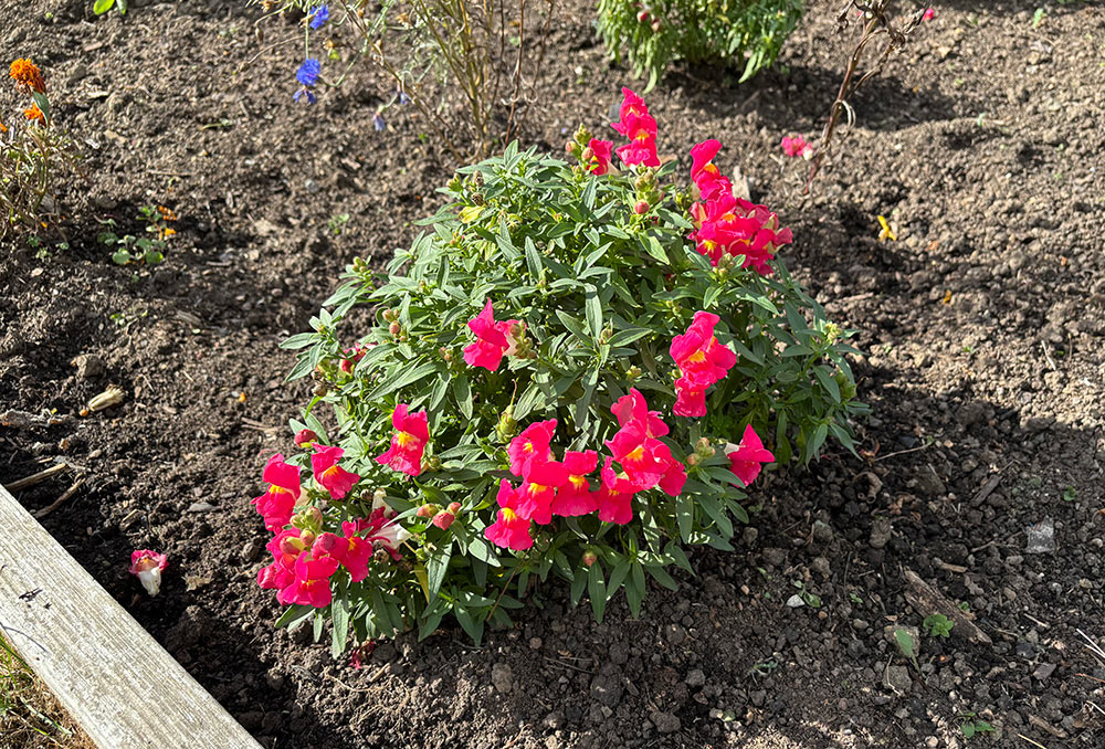 Bright pink snapdragon