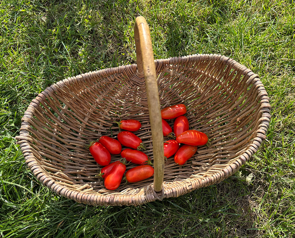 Harvest 10/10/26